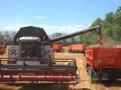 В Анапе и на Кубани завершили уборку озимых зерновых культур