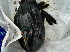 На пляже Анапы нашли птицу, испачканную в мазут 