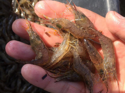 В Кизилташском лимане под Анапой у браконьеров изъяли более 7 тысяч креветок