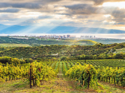 Эногастрономический тур для анапчан: на Кубани возобновят железнодорожный круиз «К виноградникам у моря»