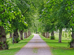 Анапчане обсуждают, нужны ли в городе новые деревья