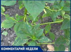 Побившую сады в Анапской химию могло принести с химзавода – агроном