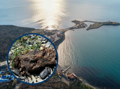 Гниющие трупы животных и горы мусора: во что превратился райский уголок Утриш в Анапе