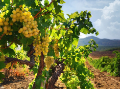 Винодельня Анапы заняла второе место в рейтинге лучших винных хозяйств России