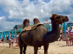 Полиция Анапы проведёт проверку по факту эксплуатации верблюда на пляже