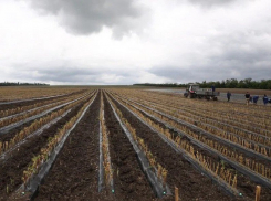 Анапские виноградари могут получить субсидии от государства – выделен почти миллиард рублей