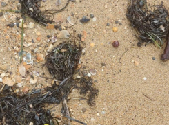 Новые выбросы мазута произошли в Анапе 