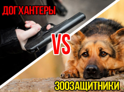 «Догхантеры» VS «зоозащитники»: читатели «Блокнота Анапы» выясняли отношения в соцсетях 