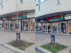 Вопреки суеверию: на улице Горького высадили 13-й клен