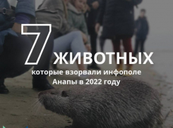 Они «взорвали» сеть: 7 популярных животных Анапы в 2022 году 