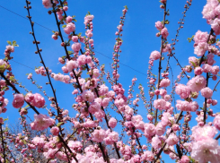 Цветущая Анапа, которой можно любоваться ежедневно: фотопрогулки по городу