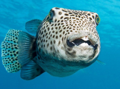 Турист из Анапы случайно заказал в японском ресторане ядовитую  рыбу фугу