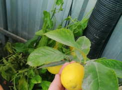 Инженер из Анапы построил теплицу на солнечных батареях и выращивает в ней ананасы