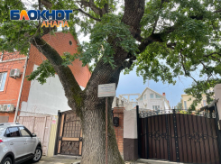 Уникальный природный памятник на улицах Анапы – дуб черешчатый 