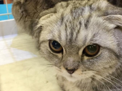 В Анапе проходит уникальная выставка кошек: фоторепортаж с места событий