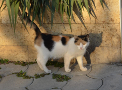 В Анапе котёнку, попавшему в западню, срочно нужна помощь!