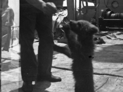 Анапа, 1942-й. Медвежонок Машка, моряки и война, которая уже была совсем рядом