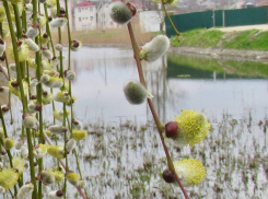 Символ весны и обновления: в Анапе зацвела верба
