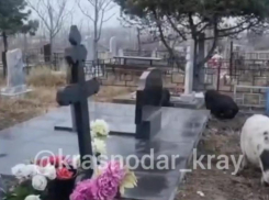 Свиньи перекопали половину кладбища в посёлке под Анапой