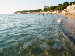 Медузы в Анапе: правда или миф летнего страха