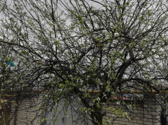 Посреди зимы в Анапе зацвела алыча