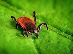 В Анапе зарегистрирован первый случай укуса опасного клеща