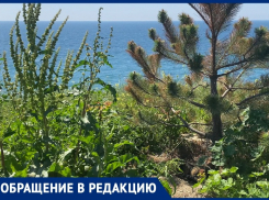 Погибшие сосны и сорняки «украшают» набережную на Высоком берегу в Анапе