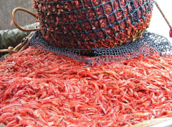 Креветки за полмиллиона рублей: за незаконный улов под Анапой задержана пара браконьеров 