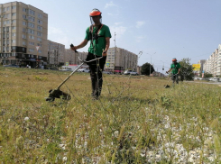 За амброзию собственникам земли грозит штраф: в Анапе за сутки выкошено 12 тыс. кв.м. карантинного сорняка 