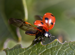 В День полёта божьих коровок в Анапе по-прежнему облачно