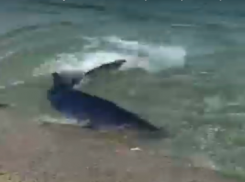 В Черном море возле самого берега засняли акулу