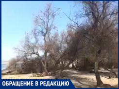 «Это беспредел: в Анапе уничтожают уникальную оливковую рощу»