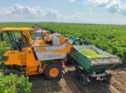 В Анапе раньше срока начали уборку винограда
