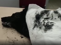 Очевидцы: возле «Табриса» в Анапе травят собак