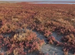 Витязевский лиман под Анапой превратился в «марсианское поле»