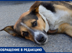 Анапчанка считает, что жестоко обращаются с животными только не совсем здоровые люди