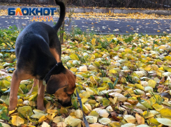 Анапа в рейтинге популярных направлений для отдыха с питомцами в сентябре