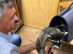 Измученных детенышей енотов изъяли у уличных фотографов в Анапе
