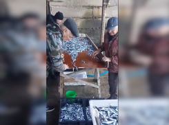 Анапские рыбаки выловили около 100 тонн хамсы – сезон завершается