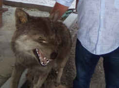 Волки под Анапой облюбовали Новогирскую и Лобанову Щели в районе Малого Утриша