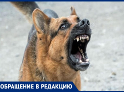 «Страшно ходить»: Надежда Пахаль рассказала, как в Анапе на неё напала стая собак