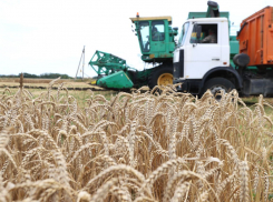 Уборка зерновых в Анапе завершена на 80% - в работе задействованы 6 предприятий и 32 хозяйства