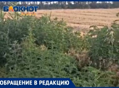 «Она на днях зацветет – а никто не шевелится»: анапчанка о разрастающейся амброзии 