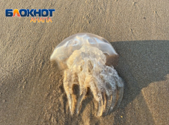 Популяция медуз в Черном море не пострадает из-за разлива нефтепродуктов