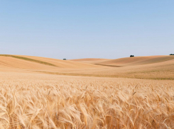 Краснодарский край под ударом: засуха и заморозки угрожают урожаю