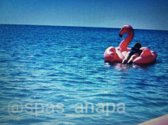 Сегодня недалеко от Анапы спасателям пришлось гнаться в море за фламинго, спасая его