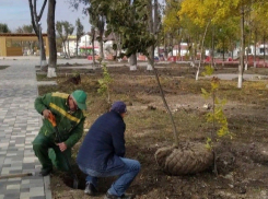 Новый парк в станице Гостагаевской облагораживают деревьями