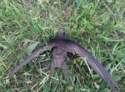 Последствия ураганного ветра для анапских птиц