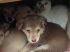 Рядом с Анапой шестерых выброшенных щенков согревает кот