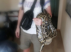 В Анапе у фотоживодёров конфисковали крокодила, а в Геленджике питона